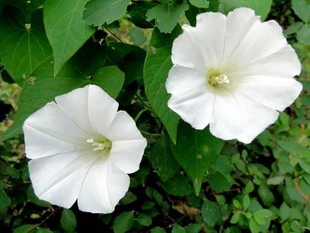 IpomoeaNoctiflora