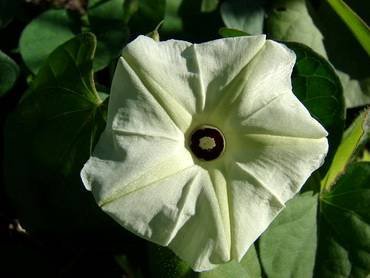 IpomoeaObscura