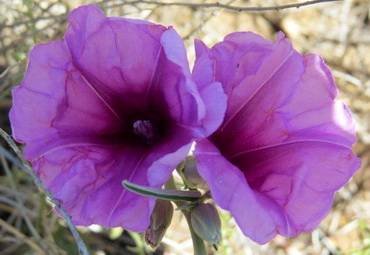 IpomoeaOenotheroides