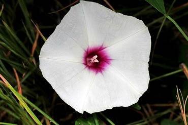 IpomoeaPandurata