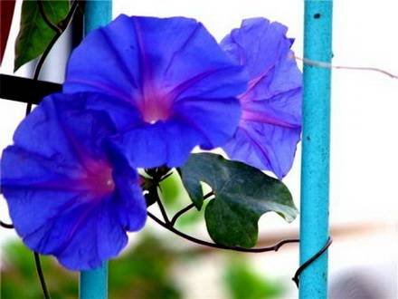 IpomoeaRubro-caerulea
