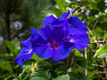 IpomoeaViolacea
