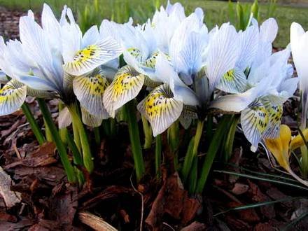 Iridodictyum1
