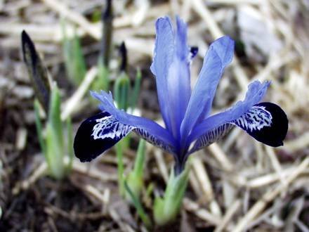 IridodictyumBakerana