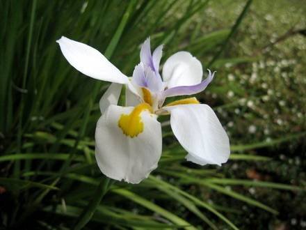 IrisAlbicans