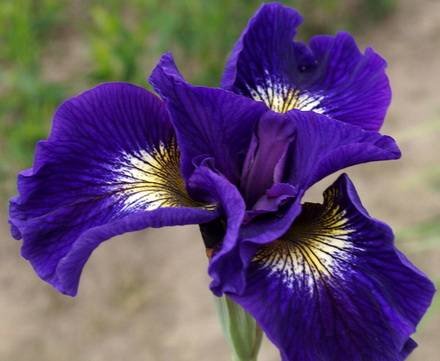 IrisBB3