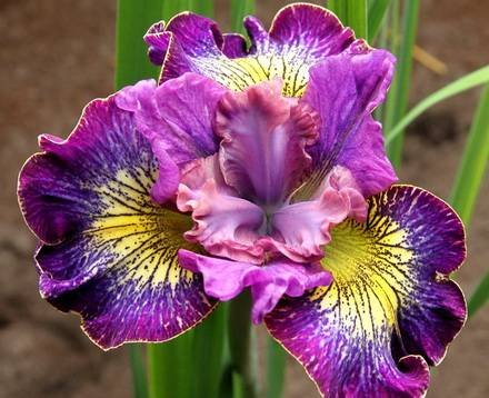 IrisBB4
