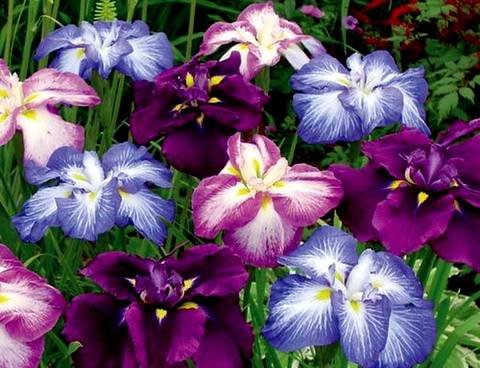 IrisBB7