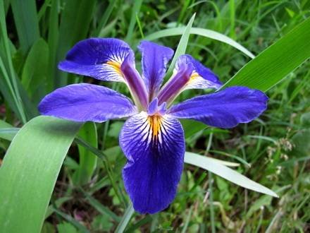 IrisBrevicaulis