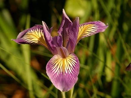 IrisDouglasiana
