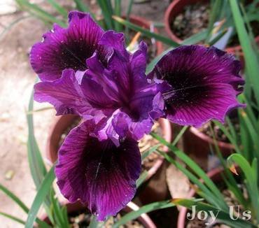 IrisDouglasianaBlackEyes