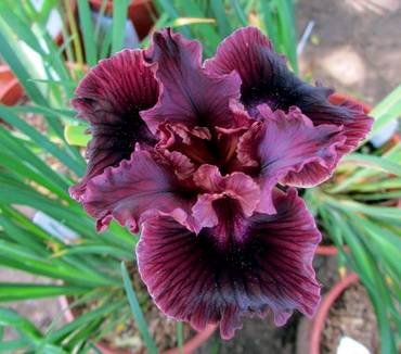 IrisDouglasianaBrownVelvet