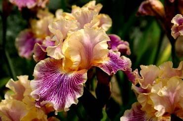 IrisFlightsOfFancy