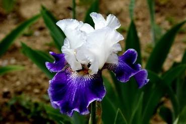 IrisFuturiste