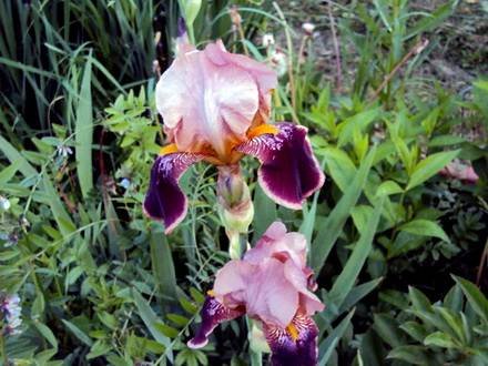 IrisGermanica