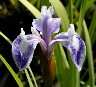 IrisLaevigataMottledBeauty