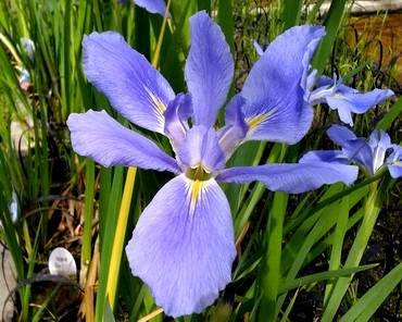 IrisLouisianaSeaWisp