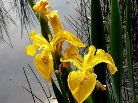 IrisPseudacorus