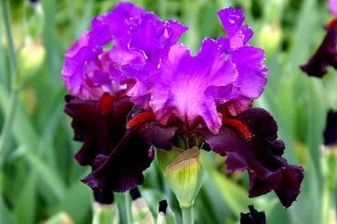 IrisRomanticEvening