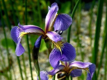 IrisSetosa
