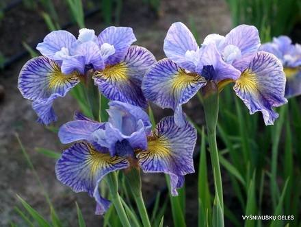 IrisSibirica