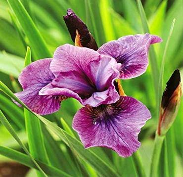 IrisSibiricaBluePennant