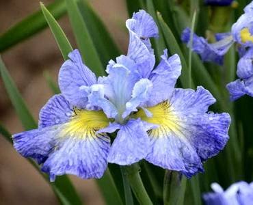 IrisSibiricaCapeCodBoys