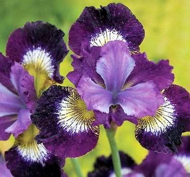 IrisSibiricaContrastInStyles