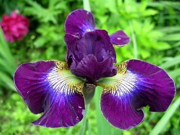 IrisSibiricaHubbard