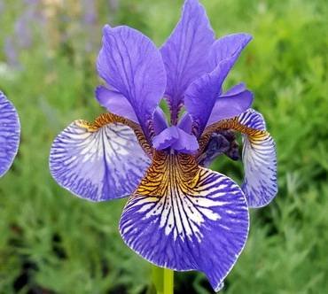 IrisSibiricaPersimmon