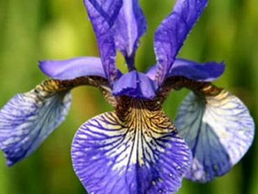 IrisSibiricaTropicNight