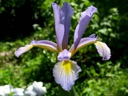 IrisSpuria
