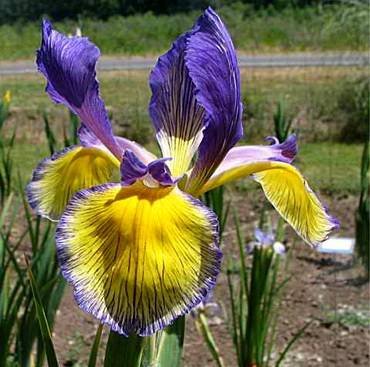 IrisSpuriaEarlyMorningThunder