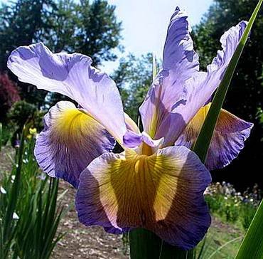 IrisSpuriaHasarya
