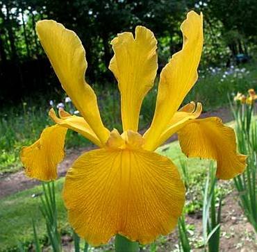 IrisSpuriaJetSet