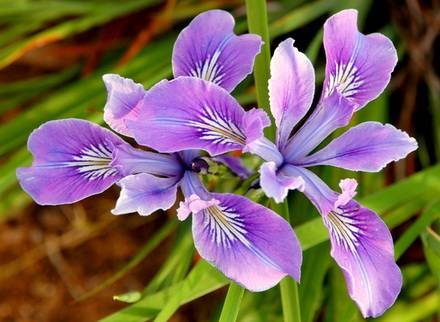 IrisTenax