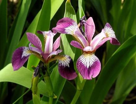 IrisVersicolor