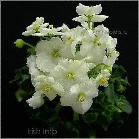 IrishImp1