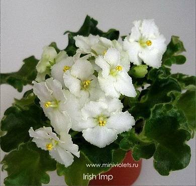 IrishImp3