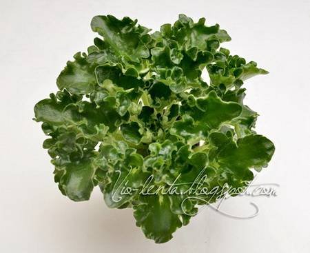 IrishImp4