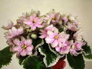 IrishIridescence8