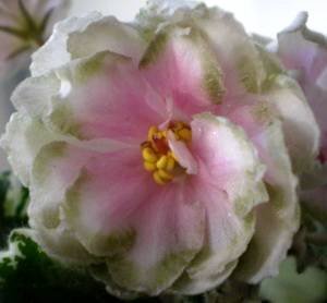 IrishIridescence9