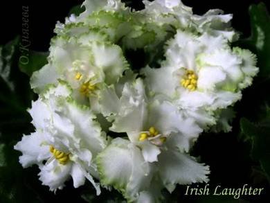 IrishLaughter5