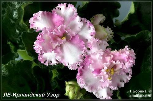 ИрландскийУзор5