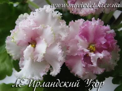 ИрландскийУзор8