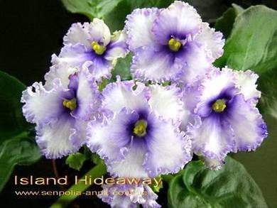 IslandHideaway7