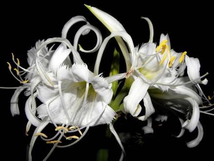 IsmeneNarcissiflora2