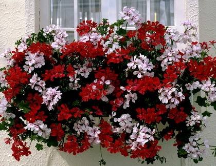 IvyLeaved9