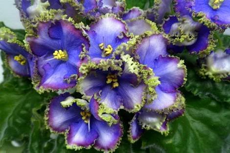 ИзумрудныйБерег1