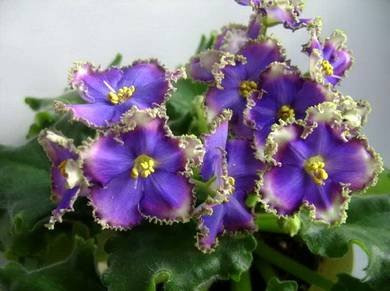 ИзумрудныйБерег2